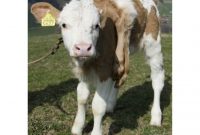 Lilli Si Lembu Berkaki Enam Berjaya Dibuang Kakinya Menjadi Empat 3