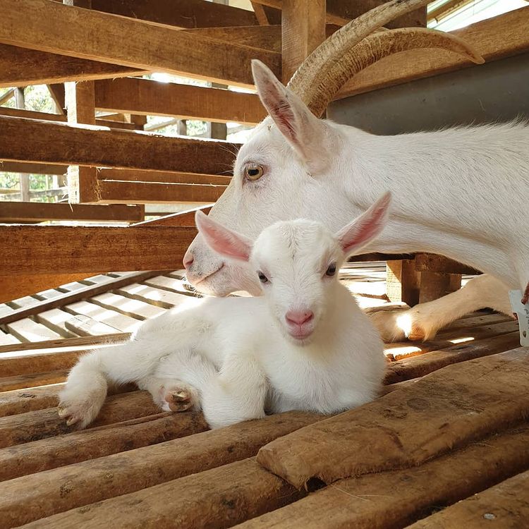 Saanen Dairy Goat Farm @ Tarikan Mesra Kanak-Kanak Di Pulau Pinang